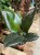 Ficus elastica 'Robusta'