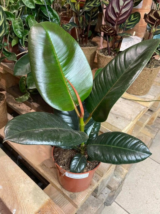 Ficus elastica 'Robusta'
