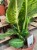 Difenbachia / Dieffenbachia Mars / Dieffenbachia 'Mars