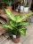 Difenbachia / Dieffenbachia Mars / Dieffenbachia 'Mars
