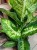 Difenbachia / Dieffenbachia Mars / Dieffenbachia 'Mars