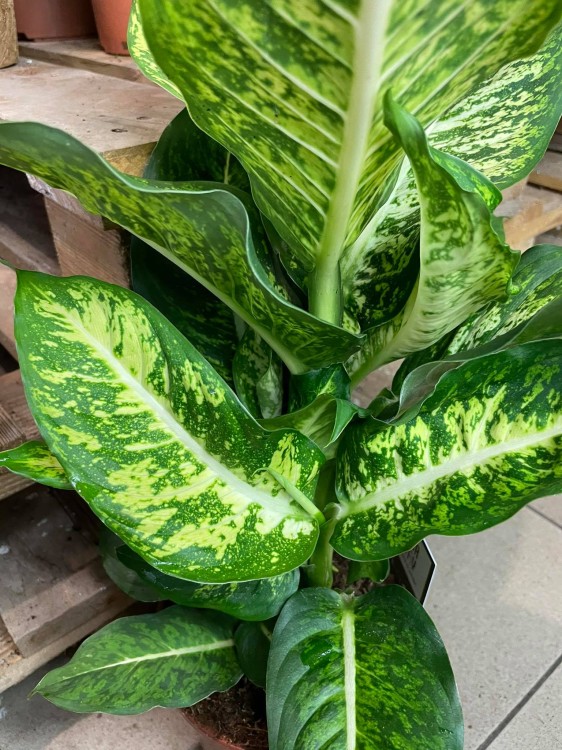 Difenbachia / Dieffenbachia Mars / Dieffenbachia 'Mars