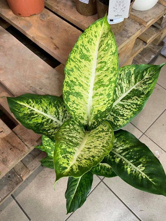 Difenbachia / Dieffenbachia Mars / Dieffenbachia 'Mars