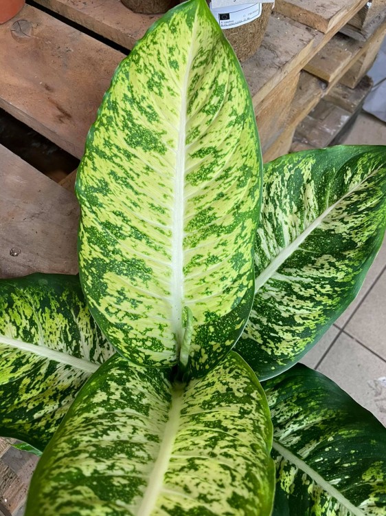 Difenbachia / Dieffenbachia Mars / Dieffenbachia 'Mars