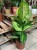 Difenbachia / Dieffenbachia Mars / Dieffenbachia 'Mars
