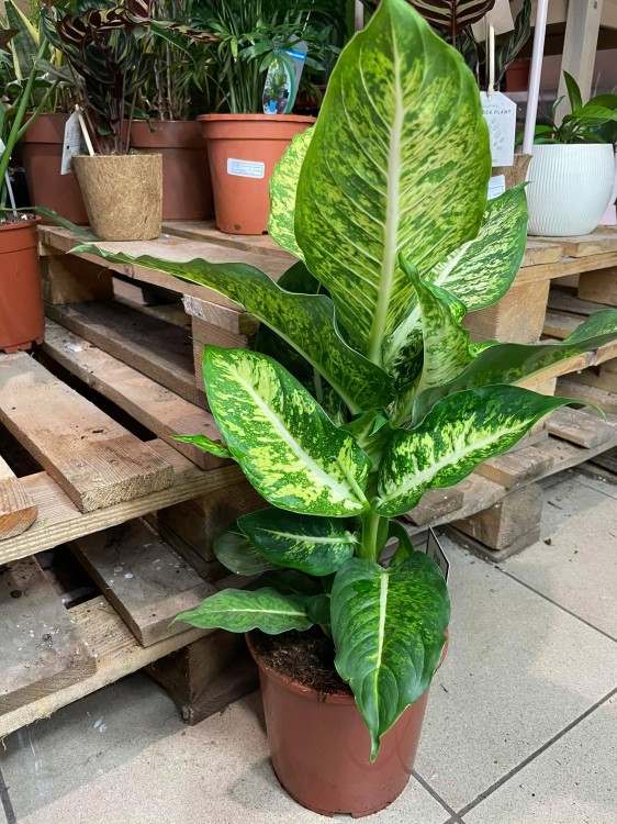 Difenbachia / Dieffenbachia Mars / Dieffenbachia 'Mars