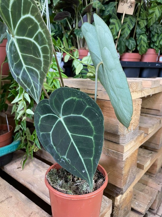 Anthurium clarinervium