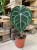 Anthurium clarinervium
