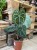 Anthurium clarinervium