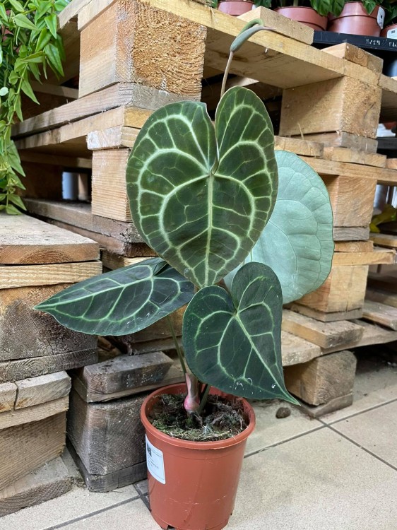 Anthurium clarinervium