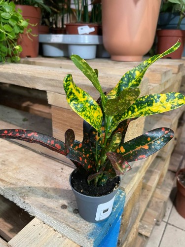 kroton red banana (2)