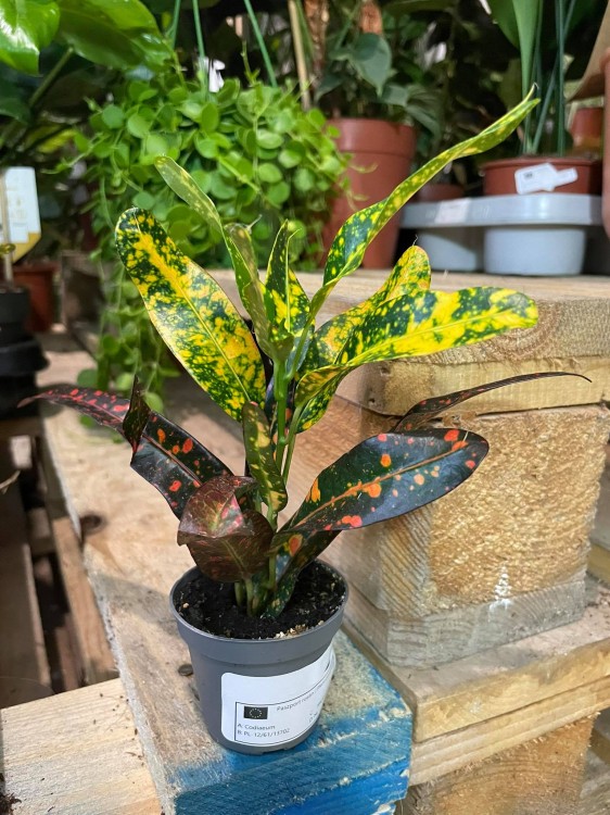 kroton red banana (4)