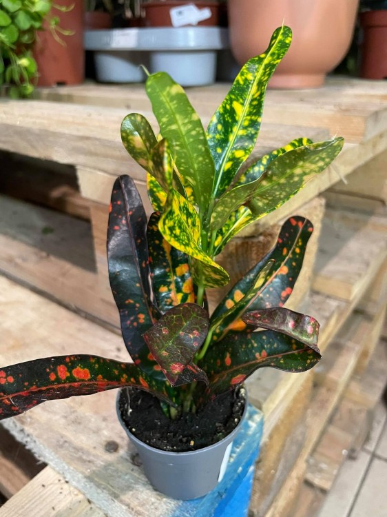 kroton red banana (1)