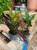 kroton red banana (3)
