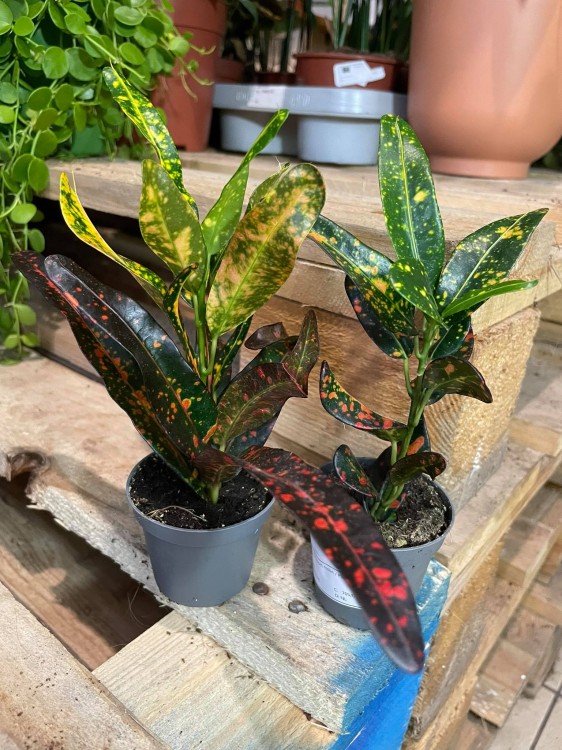 kroton red banana (3)