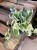 Epipremnum aureum 'NJoy' (3)