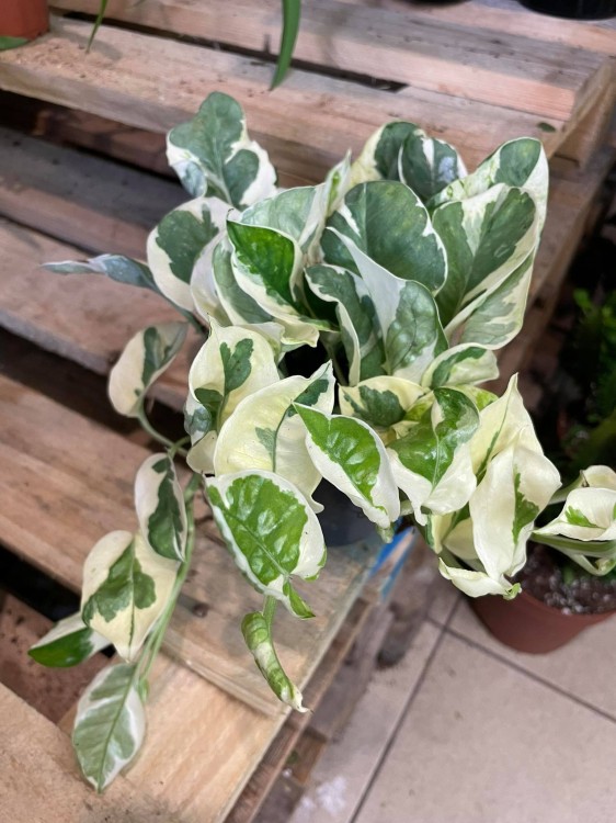 Epipremnum aureum 'NJoy' (3)