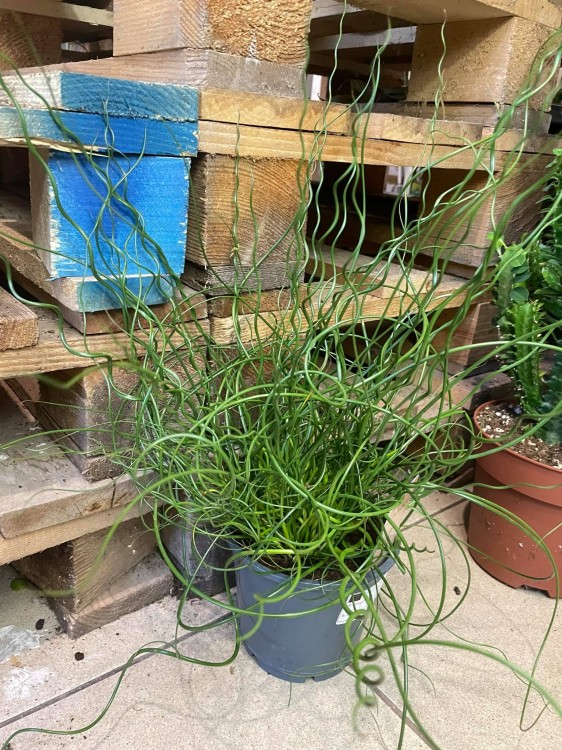 Juncus effusus 'Spiralis' (3)