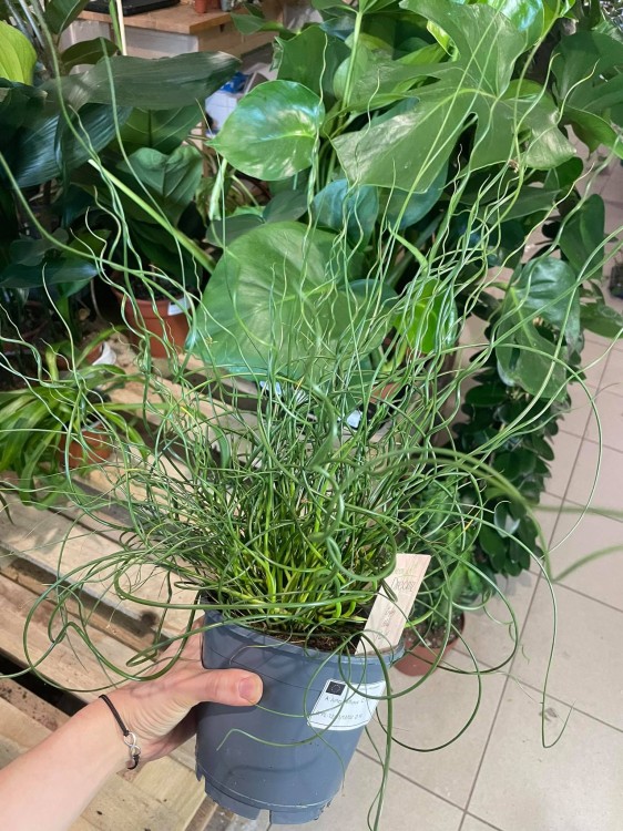 Juncus effusus 'Spiralis' (2)