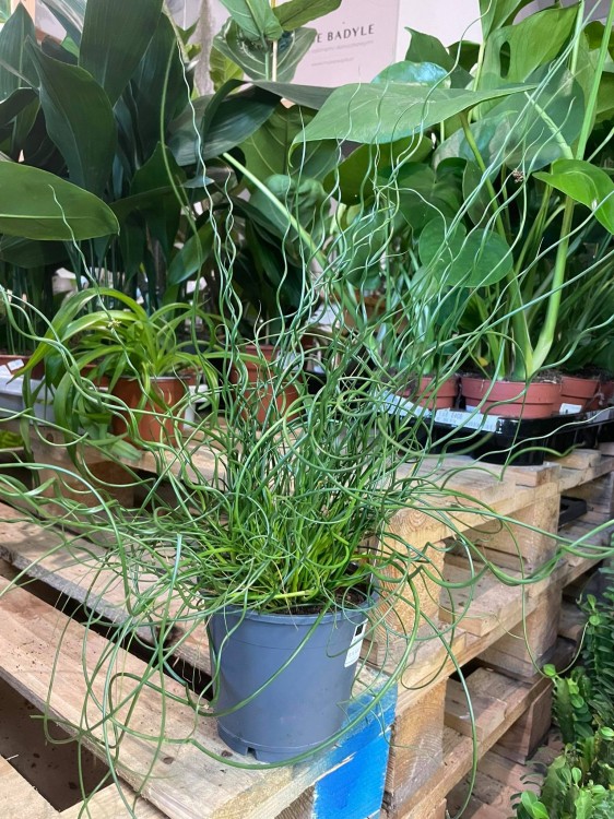 Juncus effusus 'Spiralis' (1)