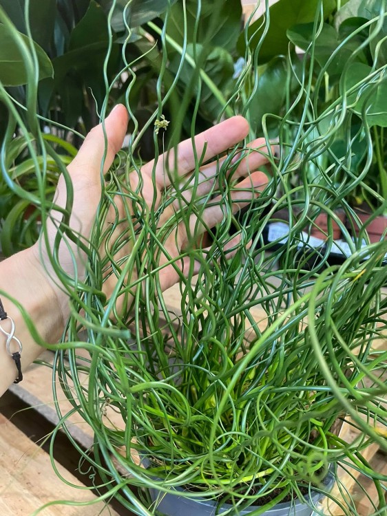 Juncus effusus 'Spiralis' (4)