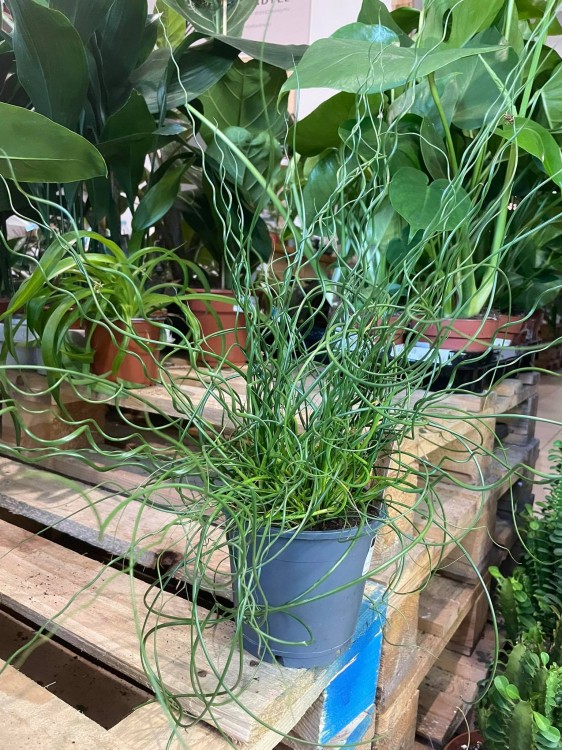 Juncus effusus 'Spiralis' (5)