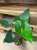 anthurium arrow