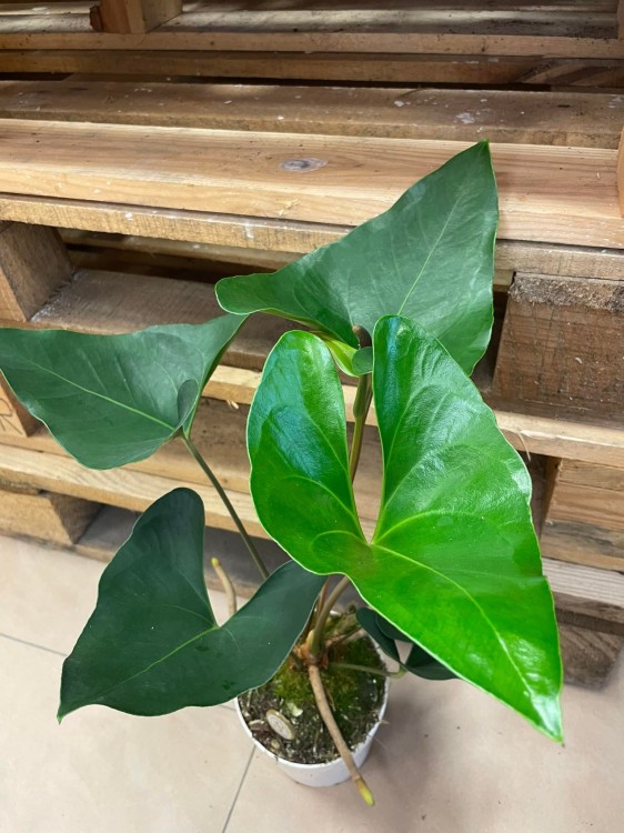 anthurium arrow