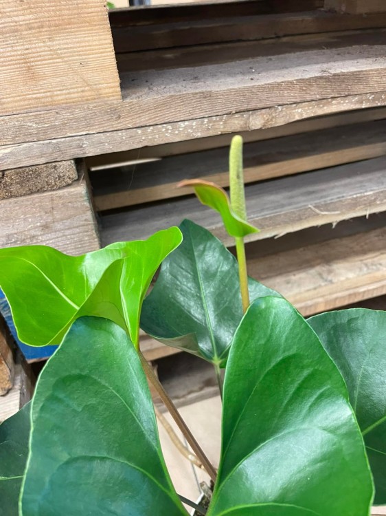 anthurium arrow