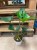 anthurium arrow