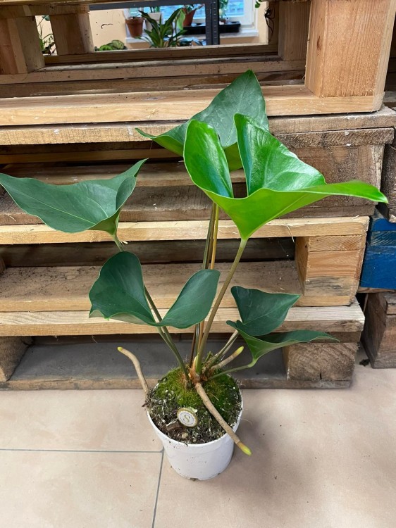 anthurium arrow