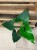 anthurium arrow