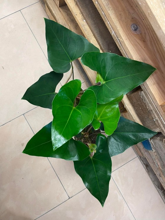 anthurium arrow