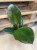 Ficus elastica 'Robusta'