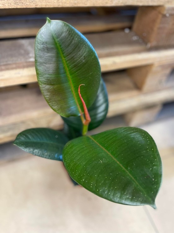 Ficus elastica 'Robusta'