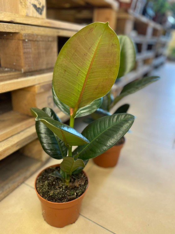 Ficus elastica 'Robusta'