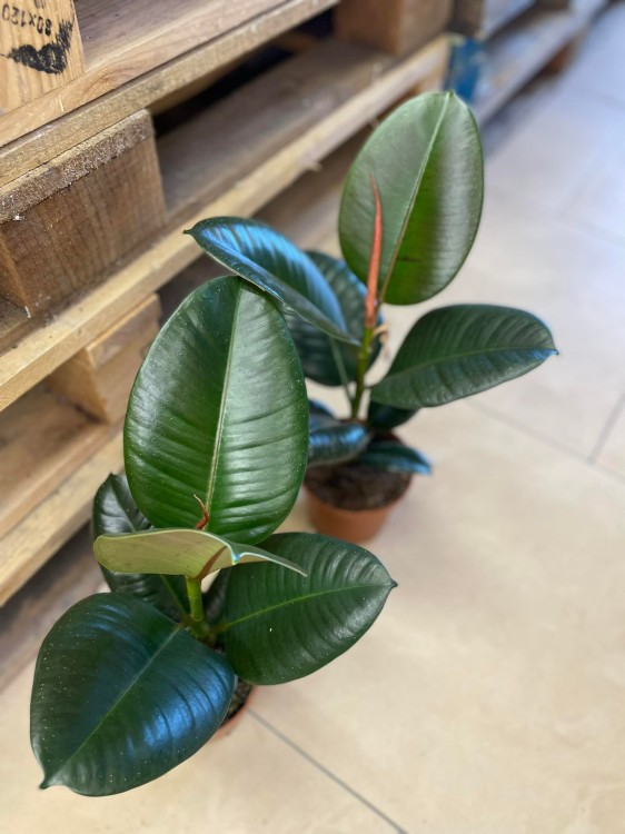 Ficus elastica 'Robusta'