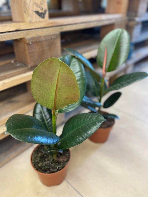 Ficus elastica 'Robusta'