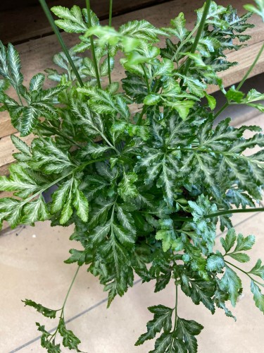 pteris argyraea Orliczka srebrzysta (2).jpg