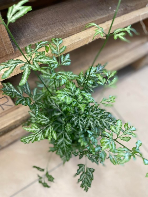 pteris argyraea Orliczka srebrzysta (3).jpg