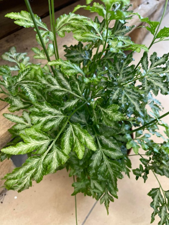 pteris argyraea Orliczka srebrzysta (4).jpg