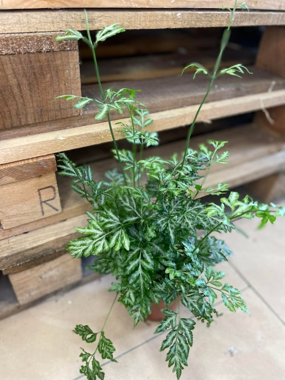 pteris argyraea Orliczka srebrzysta (5).jpg