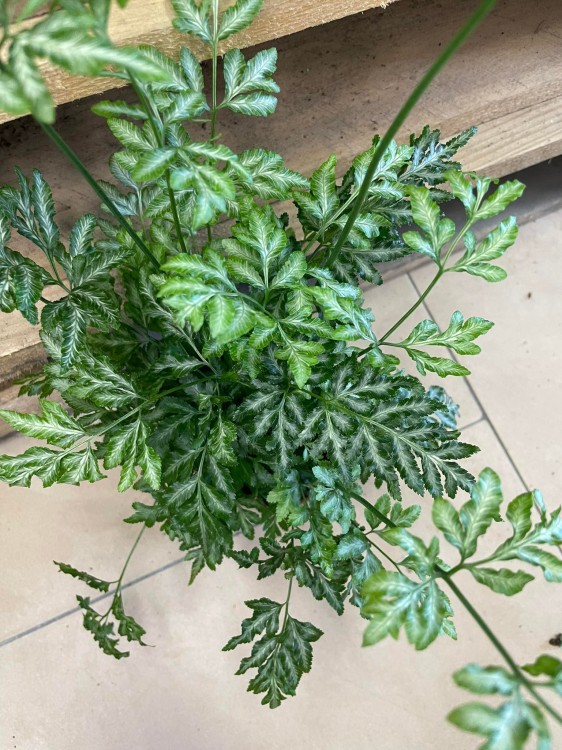 pteris argyraea Orliczka srebrzysta (6).jpg