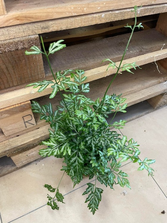 pteris argyraea Orliczka srebrzysta (1).jpg