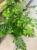 Adiantum raddianum (2).jpg