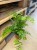 Adiantum raddianum (3).jpg