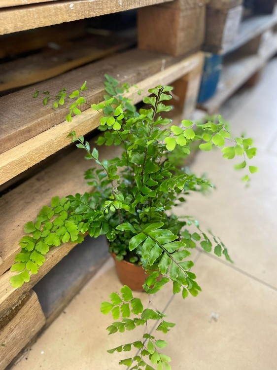 Adiantum raddianum (3).jpg