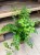 Adiantum raddianum (4).jpg
