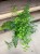Adiantum raddianum (1).jpg