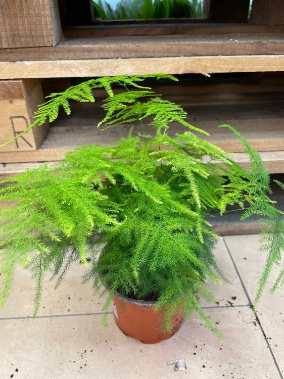 Asparagus setaceus (4).jpg